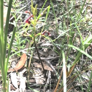 Cryptostylis leptochila at Woodlands - suppressed