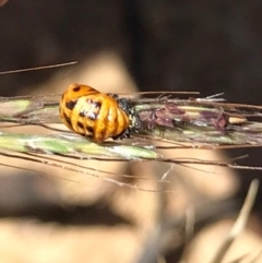 Harmonia conformis (Common Spotted Ladybird) at Mulligans Flat - 16 Jan 2021 by WindyHen