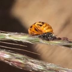 Harmonia conformis at Jacka, ACT - 16 Jan 2021 02:40 PM