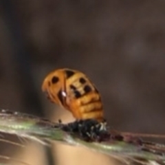 Harmonia conformis at Jacka, ACT - 16 Jan 2021