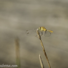 Diplacodes bipunctata (Wandering Percher) at Jacka, ACT - 14 Jan 2021 by BIrdsinCanberra