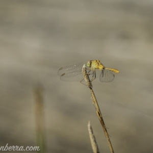 Diplacodes bipunctata at Jacka, ACT - 15 Jan 2021