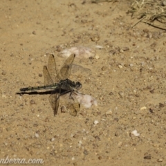 Orthetrum caledonicum (Blue Skimmer) at Mulligans Flat - 14 Jan 2021 by BIrdsinCanberra