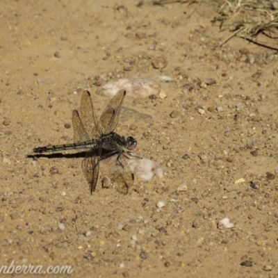 Orthetrum caledonicum (Blue Skimmer) at Mulligans Flat - 14 Jan 2021 by BIrdsinCanberra