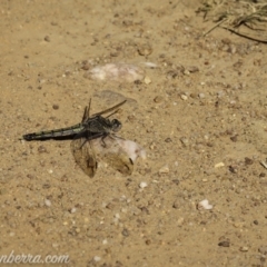 Orthetrum caledonicum at Sutton, NSW - 15 Jan 2021 08:27 AM