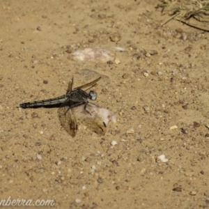 Orthetrum caledonicum at Sutton, NSW - 15 Jan 2021 08:27 AM