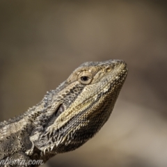 Pogona barbata (Eastern Bearded Dragon) at Jacka, ACT - 15 Jan 2021 by JonSteinbeck
