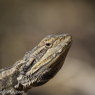 Pogona barbata (Eastern Bearded Dragon) at Jacka, ACT - 14 Jan 2021 by BIrdsinCanberra