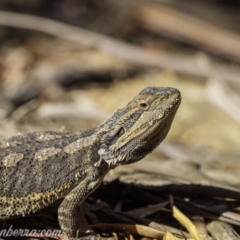 Pogona barbata at Jacka, ACT - 15 Jan 2021