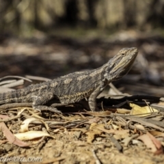 Pogona barbata at Jacka, ACT - 15 Jan 2021