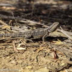 Pogona barbata at Jacka, ACT - 15 Jan 2021