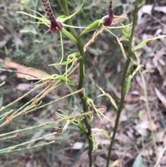 Cryptostylis leptochila (Small Tongue Orchid) at Woodlands, NSW - 20 Jan 2021 by Snowflake