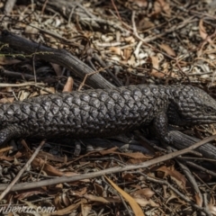 Tiliqua rugosa (Shingleback Lizard) at Jacka, ACT - 15 Jan 2021 by JonSteinbeck