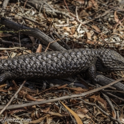 Tiliqua rugosa (Shingleback Lizard) at Jacka, ACT - 15 Jan 2021 by JonSteinbeck