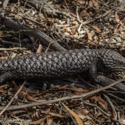 Tiliqua rugosa (Shingleback Lizard) at Jacka, ACT - 14 Jan 2021 by BIrdsinCanberra