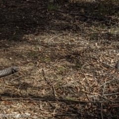 Tiliqua rugosa at Jacka, ACT - 15 Jan 2021 09:12 AM