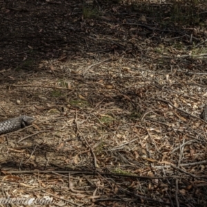 Tiliqua rugosa at Jacka, ACT - 15 Jan 2021