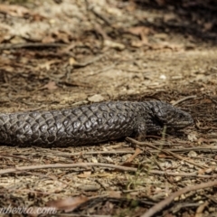 Tiliqua rugosa at Jacka, ACT - 15 Jan 2021