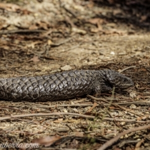 Tiliqua rugosa at Jacka, ACT - 15 Jan 2021