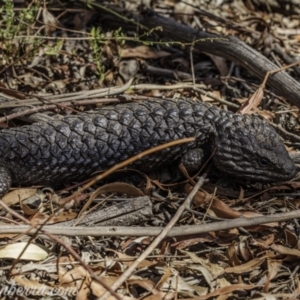 Tiliqua rugosa at Jacka, ACT - 15 Jan 2021