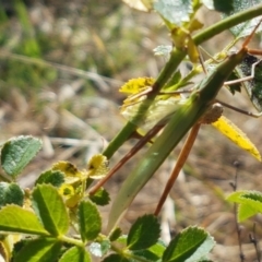 Acrida conica (Giant green slantface) at Holt, ACT - 20 Jan 2021 by tpreston