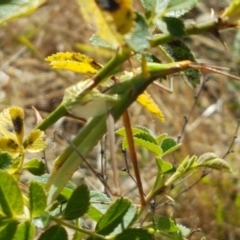 Acrida conica at Holt, ACT - 20 Jan 2021