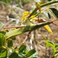 Acrida conica at Holt, ACT - 20 Jan 2021