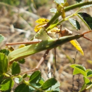 Acrida conica at Holt, ACT - 20 Jan 2021