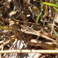 Gastrimargus musicus (Yellow-winged Locust or Grasshopper) at Ginninderry Conservation Corridor - 20 Jan 2021 by trevorpreston