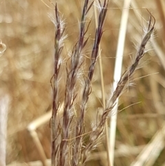 Bothriochloa macra (Red Grass, Red-leg Grass) at Holt, ACT - 20 Jan 2021 by trevorpreston