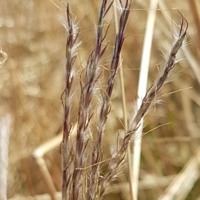 Bothriochloa macra (Red Grass, Red-leg Grass) at Holt, ACT - 20 Jan 2021 by tpreston