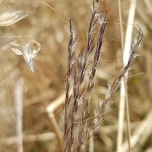 Bothriochloa macra at Holt, ACT - 20 Jan 2021