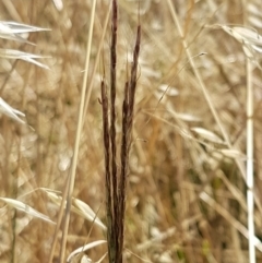 Bothriochloa macra at Holt, ACT - 20 Jan 2021