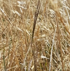 Bothriochloa macra at Holt, ACT - 20 Jan 2021