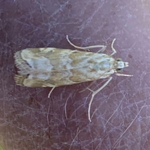 Hellula hydralis at Murrumbateman, NSW - 16 Jan 2021