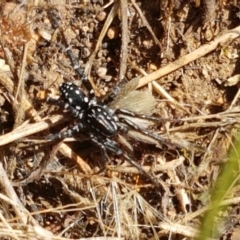 Nyssus albopunctatus (White-spotted swift spider) at Holt, ACT - 20 Jan 2021 by trevorpreston