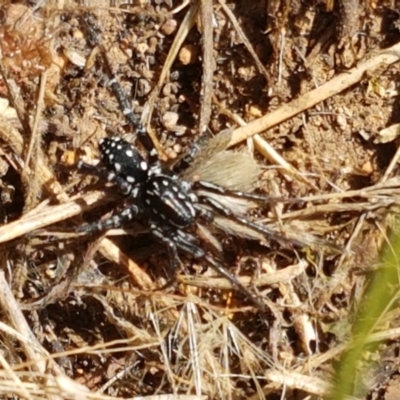 Nyssus albopunctatus (White-spotted swift spider) at Holt, ACT - 20 Jan 2021 by trevorpreston