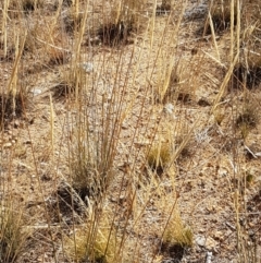 Austrostipa densiflora (Foxtail Speargrass) at Holt, ACT - 20 Jan 2021 by tpreston