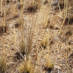 Austrostipa densiflora (Foxtail Speargrass) at Holt, ACT - 20 Jan 2021 by trevorpreston