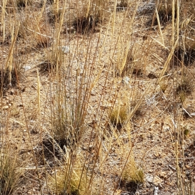 Austrostipa densiflora (Foxtail Speargrass) at Holt, ACT - 20 Jan 2021 by tpreston