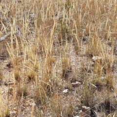 Austrostipa densiflora at Holt, ACT - 20 Jan 2021