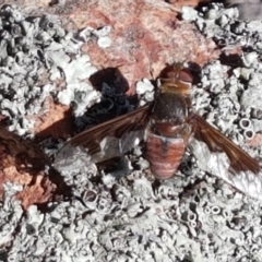 Balaana sp. (genus) (Bee Fly) at Holt, ACT - 20 Jan 2021 by trevorpreston