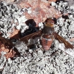 Balaana sp. (genus) (Bee Fly) at Ginninderry Conservation Corridor - 20 Jan 2021 by trevorpreston
