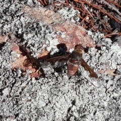 Balaana sp. (genus) at Holt, ACT - 20 Jan 2021