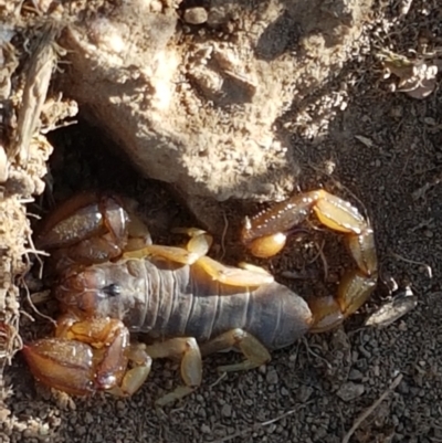 Urodacus manicatus (Black Rock Scorpion) at Ginninderry Conservation Corridor - 20 Jan 2021 by trevorpreston