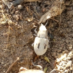 Eurymetopus birabeni at Holt, ACT - 20 Jan 2021