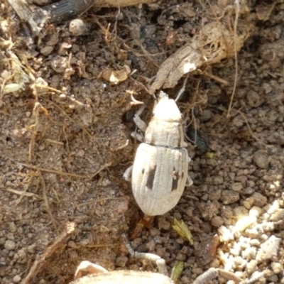 Eurymetopus birabeni (Weevil) at Holt, ACT - 20 Jan 2021 by tpreston