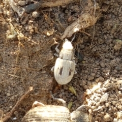 Eurymetopus birabeni at Holt, ACT - 20 Jan 2021