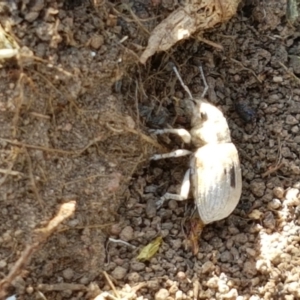 Eurymetopus birabeni at Holt, ACT - 20 Jan 2021