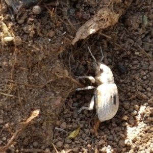 Eurymetopus birabeni at Holt, ACT - 20 Jan 2021